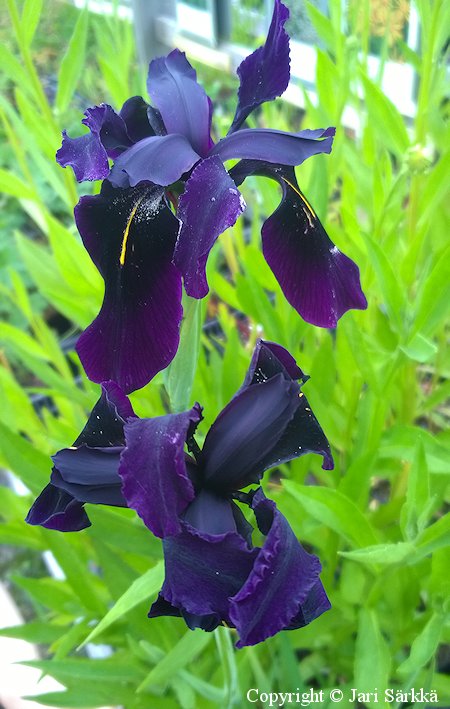 Iris chrysographes Black form, sysikurjenmiekka